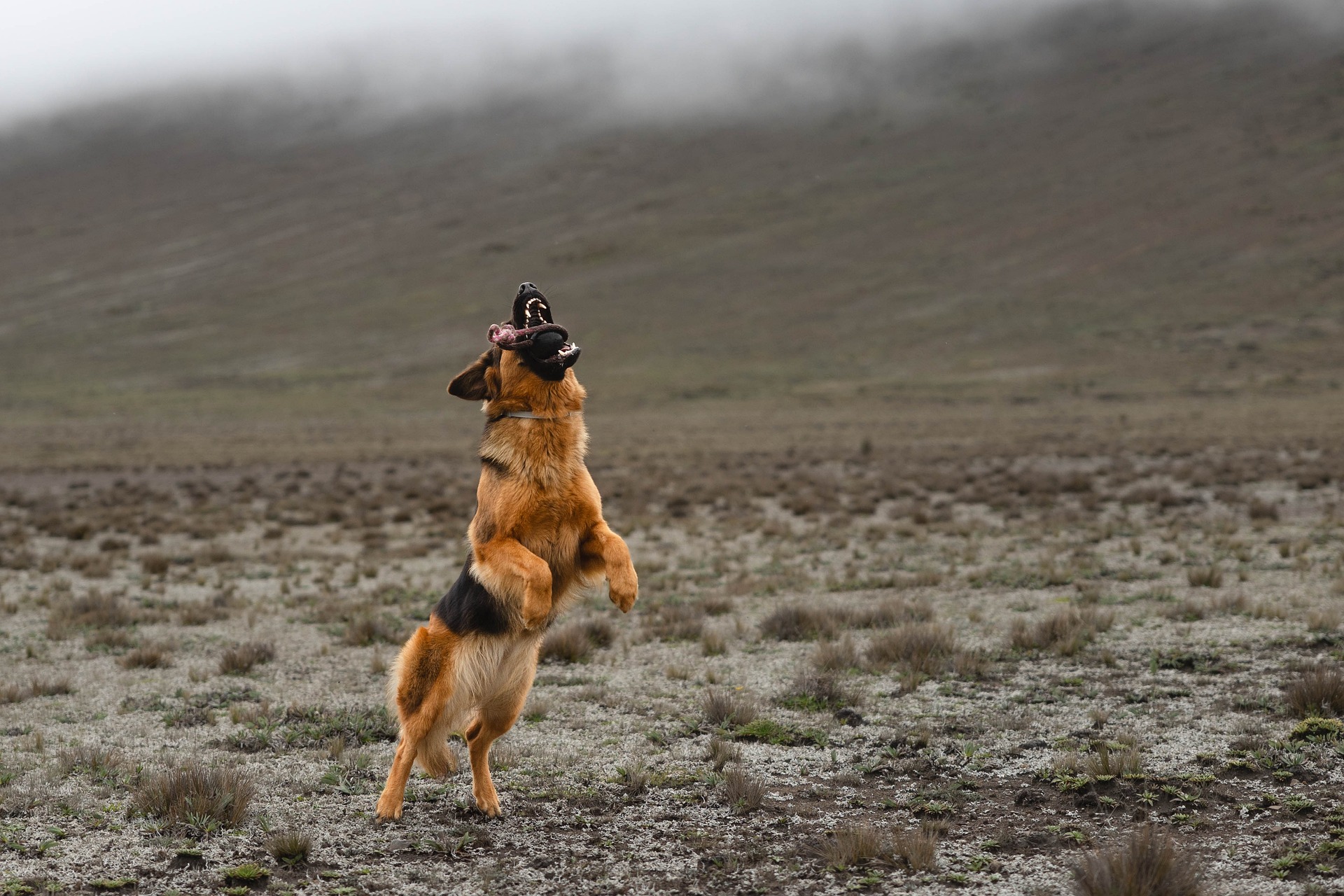 keishpixl-german-shepherd-9448749_1920